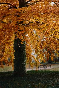 Kaboompics - Golden Autumn Tree with Ivy-Covered Trunk, Bench and Park Path