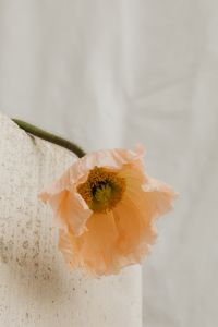 Kaboompics - Abstract Floral Detail with Folded White Textile