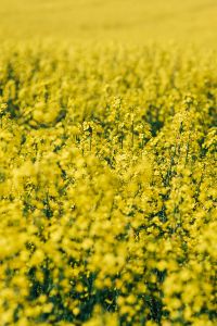 Kaboompics - Blooming Canola Field on a Spring Day