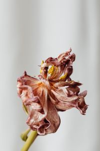 Kaboompics - Close-Up Dried Pink Flower With Curled Petals