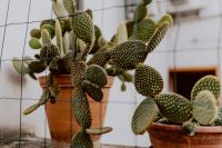 Kaboompics - Opuntia in a ceramic pot