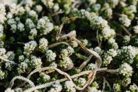 Kaboompics - Tiny Frosted White Flowers on Dark Green Foliage for Winter Botanical Design