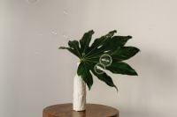 Kaboompics - Green Leaf in a White Vase with Soap Bubbles on a Wooden Table