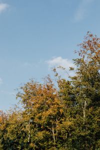 Kaboompics - Colorful Fall Foliage With Red Maple-Shaped Leaves