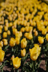 Kaboompics - Yellow Tulip Blossoms Framed by Long Green Leaves