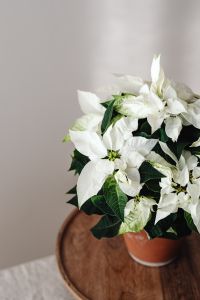 Kaboompics - Potted Poinsettia on Wooden Cake Stand