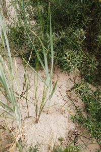 Kaboompics - Dune Grass Beside a Coastal Shrub