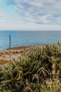 Kaboompics - Plants of Portugal
