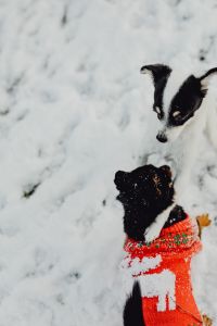 Kaboompics - Small dogs play on the snow