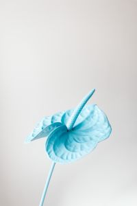Kaboompics - Blue Anthurium Portrait on Light Neutral Background