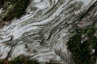Kaboompics - White Mushroom Cap Surrounded by Moss and Forest Debris