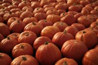 Kaboompics - Dense Rows of Orange Pumpkins