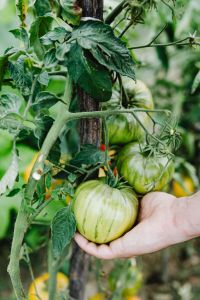 Kaboompics - Hand Holding a Large Green Heirloom Tomato in the Garden