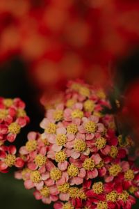 Kaboompics - Blurred Pink and Orange Flowers in a Warm Autumn Garden
