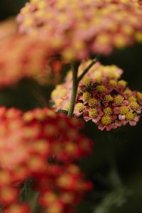 Kaboompics - Soft Focus Pink and Red Flowers in a Moody Garden