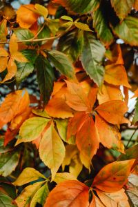 Kaboompics - Amber Fall Foliage With Soft Natural Bokeh