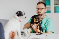 Kaboompics - Young Veterinarian with Two Small Dogs During a Pet Health Check