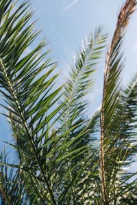 Kaboompics - Green palm tree