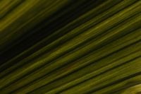 Kaboompics - Palm Leaf Lines Background With Deep Green Gradient
