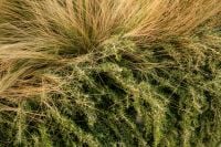 Kaboompics - Golden Grass and Green Groundcover Texture