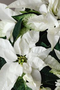 Kaboompics - Close Up of White Poinsettia Bloom