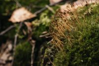 Kaboompics - Mossy Forest Floor With Dry Grass and Mushroom Bokeh
