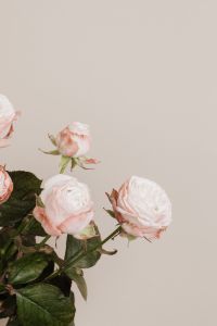Kaboompics - Blush Roses Framing the Left Edge of a Beige Background
