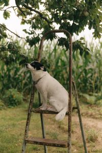 Kaboompics - Small Black and White Dog Beneath a Leafy Tree Beside a Rustic Garden Ladder, Countryside Pet Photo