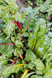 Kaboompics - Beet leaves