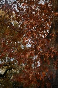 Kaboompics - Rust-Red Autumn Leaves on Tree Branches, Fall Foliage Background