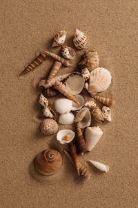 Kaboompics - Seashells and a Snail Shell Arranged on Sand