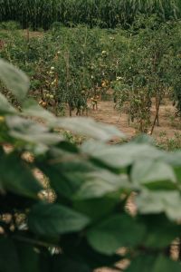 Kaboompics - Tomato Plants Growing In Vegetable Garden