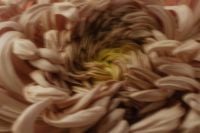 Kaboompics - Soft Motion Blur Chrysanthemum Macro
