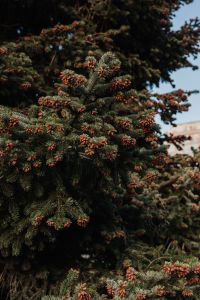 Kaboompics - Dense Conifer Foliage Texture in Botanical Garden