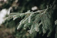 Kaboompics - Wide Frozen Spruce Branch with Natural Bokeh