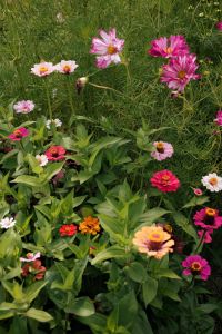 Kaboompics - Colorful Mixed Flowers in a Summer Garden