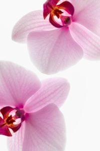 Kaboompics - Diagonal Orchid Composition With Soft Pink Petals On White