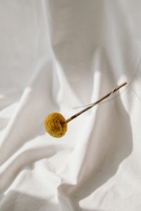 Kaboompics - Abstract Flower Arrangement against a Soft White Backdrop