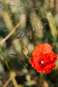 Kaboompics - Poppy flower