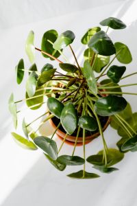 Kaboompics - Pilea peperomioides, money plant