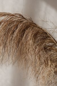 Kaboompics - Arched Dried Grass Strands over a Beige Background