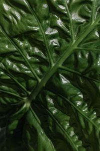 Kaboompics - Alocasia Leaf Vein Detail