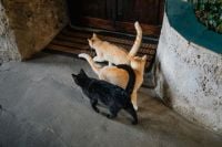 Kaboompics - Three Cats Gathering by a Rustic Stone Doorway