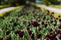 Kaboompics - Black Tulip Blooms as a Dark Floral Background