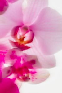 Kaboompics - Pink Orchid Close Up Motion Blur Abstract