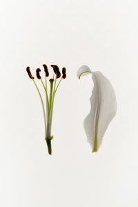 Kaboompics - Lily Flower Stamens Minimal Botanical Detail On White
