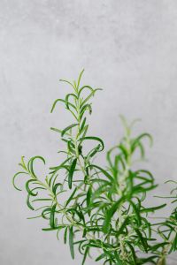 Kaboompics - Rosemary Herb in a Clear Glass Jar against a Neutral Kitchen Wall