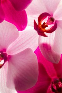 Kaboompics - Orchid Macro Detail With High Contrast Pink And White Petals