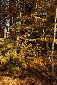 Kaboompics - Golden Shrubs and Young Trees in Autumn Woodland