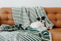 Kaboompics - Pet-Friendly Christmas Living Room With Green Throws